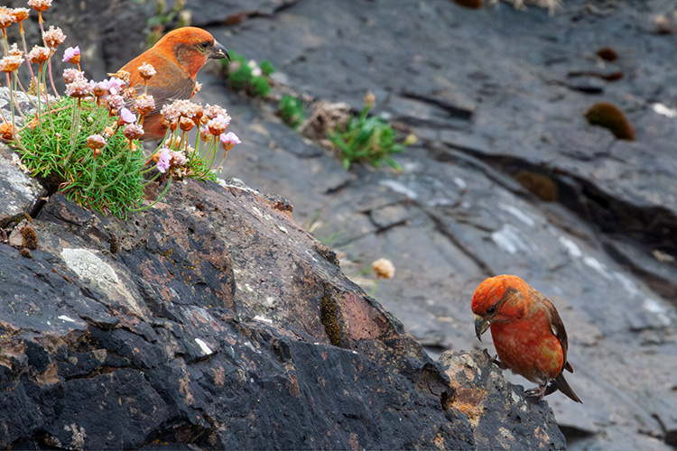 crossbill eating sea-pink in shetland